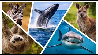 Download lagu Wild Wonders of Land and Sea mp3