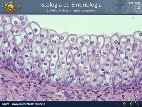 Istologia 04 - Epitelio di rivestimento composto (parte 2) ed epitelio sensoriale