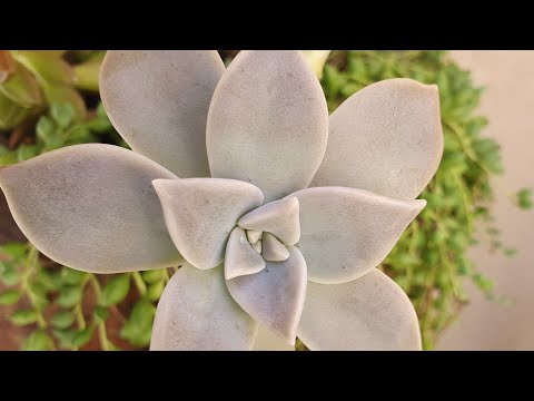 Paraguayense Suculenta, fácil cultivo, fácil proliferação, dicas  para iniciantes.