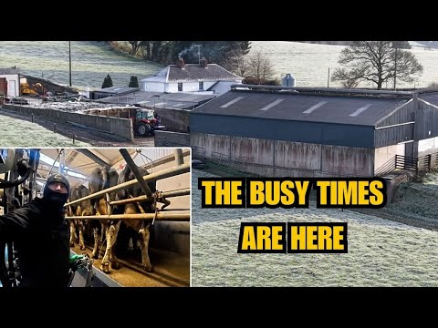 And It All Kicks Off || A Busy Week On An Irish Farm