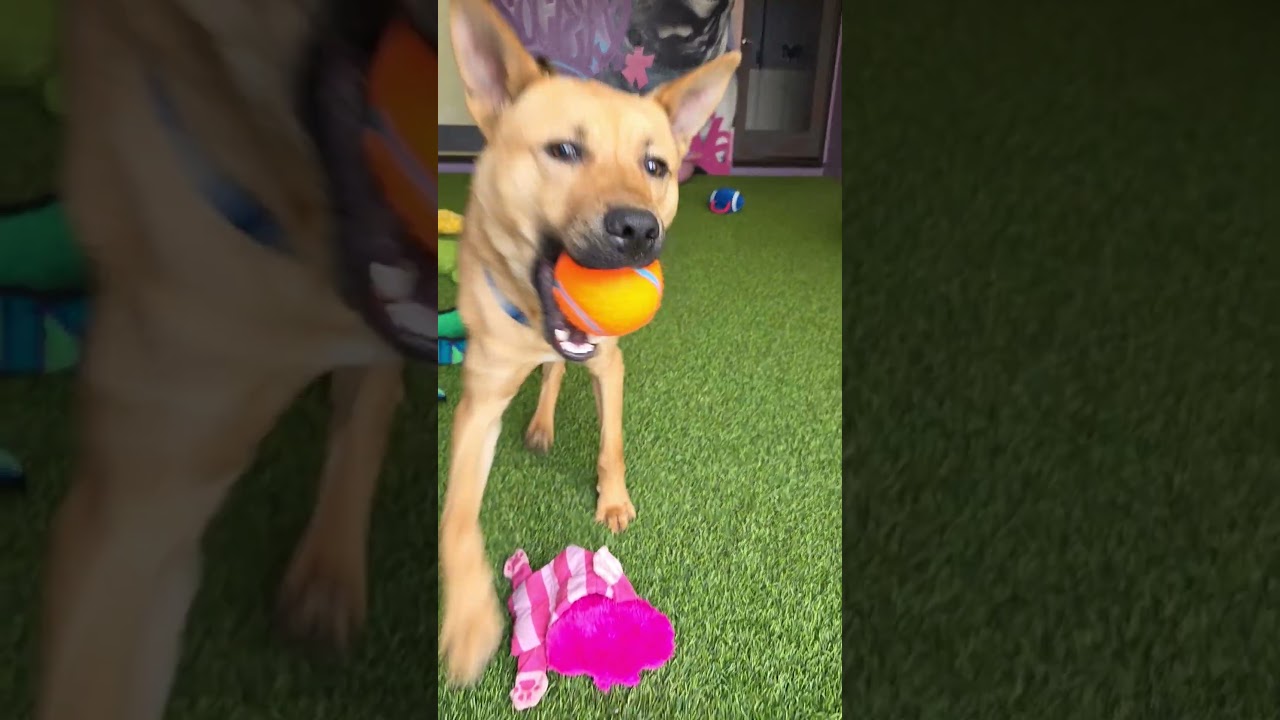 Enlarge Hunter, a Adoptable mixed breed in Cumberland, RI video 6/6