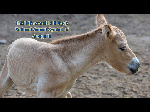 , title : 'Takhi (Przewalski's horse) : National Animal Symbol of Mongolia #shorts'