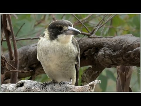 BUTCHER BIRD The song bird Assassin. A short Informative Video Observing Them In The Wild | EP24, S3