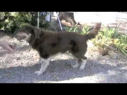 Tramp Norcal Aussie Rescue