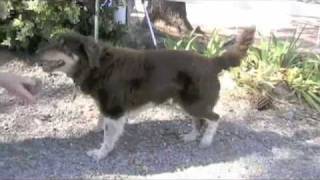 Tramp NorCal Aussie Rescue