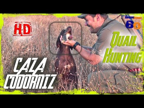 CAZA de CODORNIZ con PERRO en MEDIA VEDA #5 | QUAIL HUNTING with DOGS