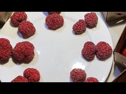 Tasting Eight Cultivars of Che, Maclura tricuspidata