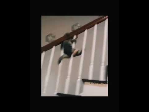 Max🧐Funny_Cats_&_Dogs.sharts💯🤫/3/#