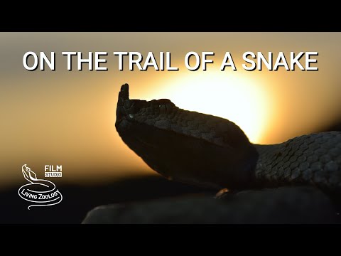 Vretenica rohatá (Vipera ammodytes) — stopovanie v Chorvátsku