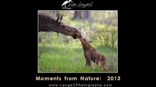 preview picture of video 'The Best Moments from Nature: 2013'