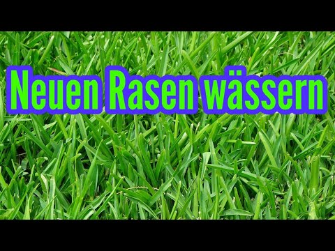 Watering the lawn after sowing How often to water the lawn after reseeding new lawn sprinkle wate...