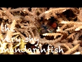 Diving - Philippinen 2017 - the very shy mandarinfish / der sehr scheue Mandarinfisch - Asien