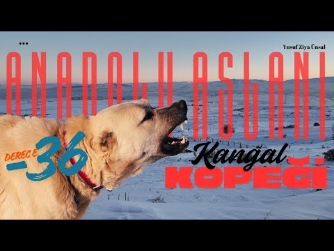 -36 Derecede Anadolu’nun Aslanı Kangal | Sivas’ta Safkan Kangal Köpek Çiftliği #kangal #dog #vlog