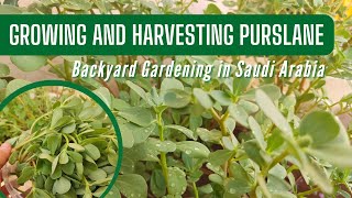 Purslane Plant: From Growing in Container, Harvesting and Cooking at Home