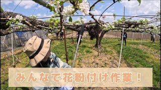【花粉🌺】みんなで花粉付け作業！【盈科】