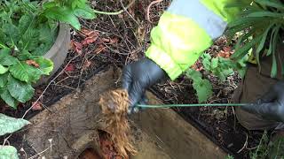 Unblock and remove roots from your blocked drains / sewer for free using this easy method