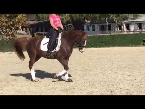 Can Fly, 3 jährig v. Can Dance