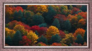 Treetops in autumn | Tv Art for Samsung The Frame | No Music | 4K