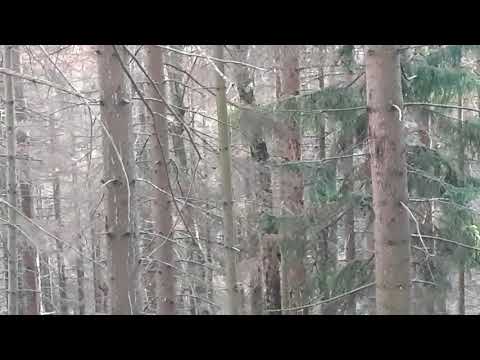 Pionierbaum Birke im Harz