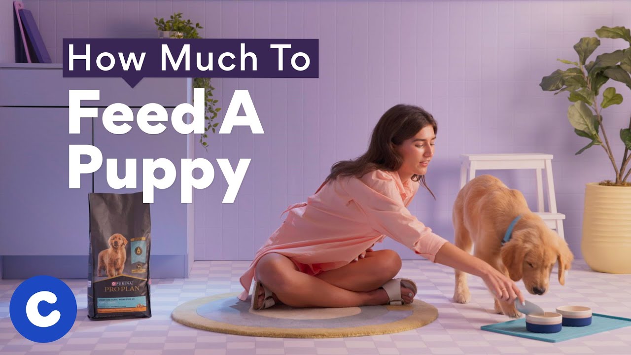 Puppy Feeding Guide: How Much to Feed a Puppy & More