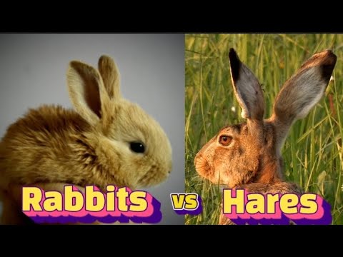 The difference between Hares & Rabbits