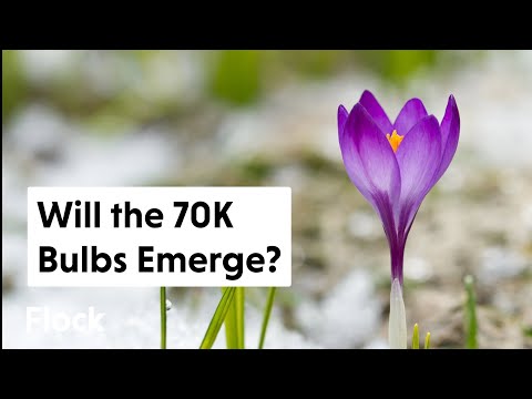 Will the 70,000+ BULBS Ever Bloom? — Ep. 090