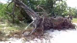 preview picture of video 'Inclined tree Holguin Cuba Playa Costa Verde Наклонившееся дерево Холгуин Куба Yan yatan ağaç Küba'