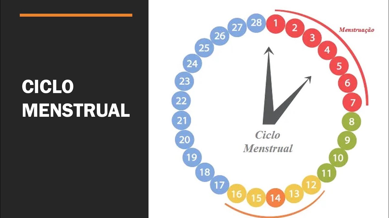 Só engravida quem quer? - Aula 1 - Ciclo Menstrual