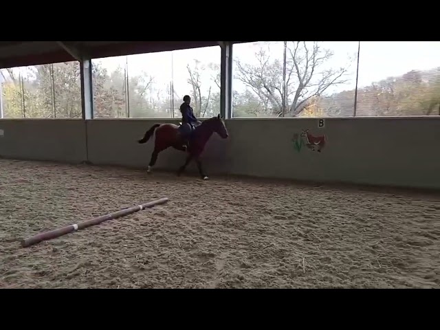 Entire Zangersheide For sale 2023 Bay