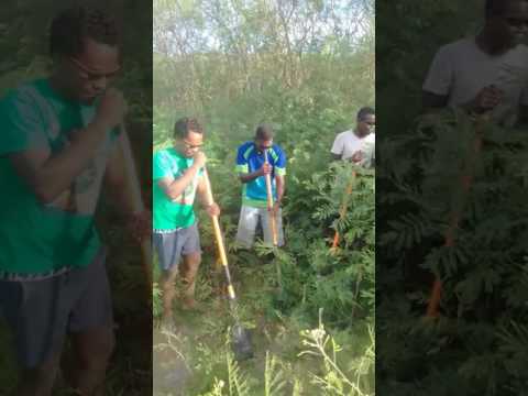 Na noqu i loloma - Kinita Trio