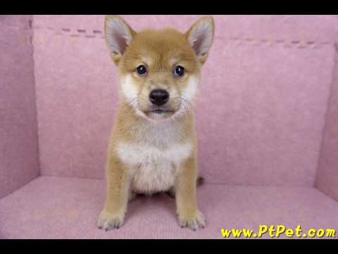 05/20赤色柴犬公幼犬