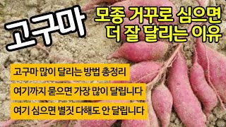 고구마 모종 거꾸로 심으면 잘 달리는 이유 - 잘달리는 방법 총정리 몇 마디 묻어야 잘 달릴까. 별 짓 다해…