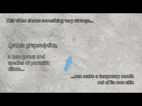 YouTube video