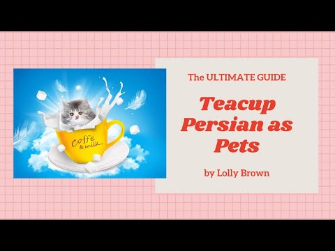 Teacup Persian Cats - Breeding, Where To Buy, Care, Temperament, Health, Grooming, Diet, And More