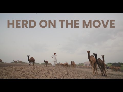 Herd On the Move: Pastoralism for the Future