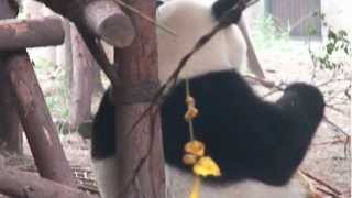 preview picture of video 'Asia Trip #8 - Panda Breeding Ground - Michael & Tommy'