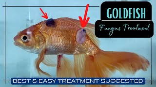 How To do Goldfish Fungus Treatment - Easy Treatment Suggested