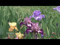 Schreiner's Iris Gardens