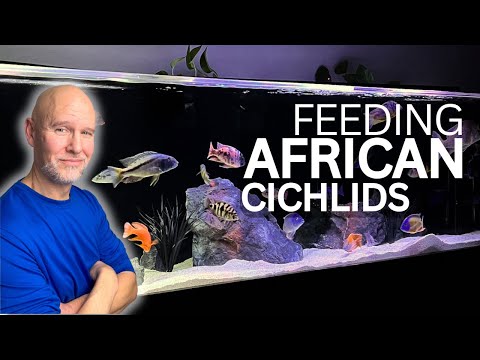 What, When & How to FEED AFRICAN CICHLIDS (Peacocks & Haps) | Color BOOST!
