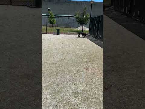 Zorro video