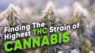 Finding The Highest THC strain of Cannabis