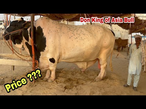 Don King of Asia Bull Price today Revealed by Baba Saleem in Northern Bypass Maweshi Mandi Karachi