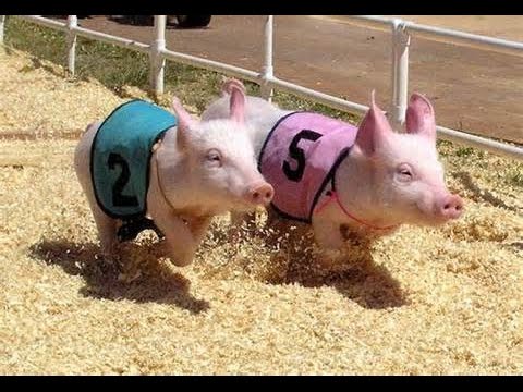 Sarasota County Fair Pig Races March 18th 2015 Race 1 "Pork Chop Pam" winner