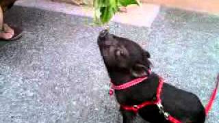 Princess the minature potbelly pig