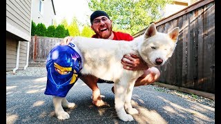 NINJA SENT MY DOG A GIFT!