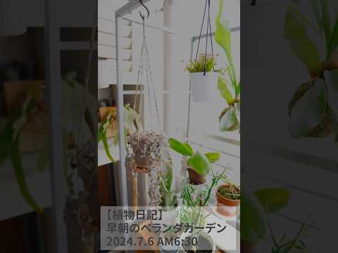 太陽がいっぱいのベランダ植物はポットでベゴニアを育てます