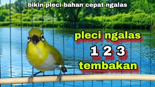 Download lagu Suara Ngalas 123 Memancing Lawan || Pleci Ngalas Standar || Pleci Bustomi Gacor mp3
