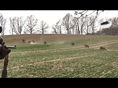 , title : 'Wild boar driven hunting in December 2018 - best moments #1'