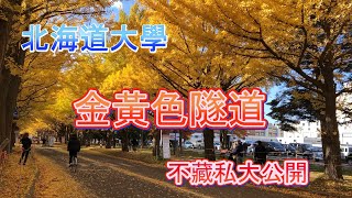 【錯過要再等一年的金黃色隧道】知識學府北海道大學的網美聖地