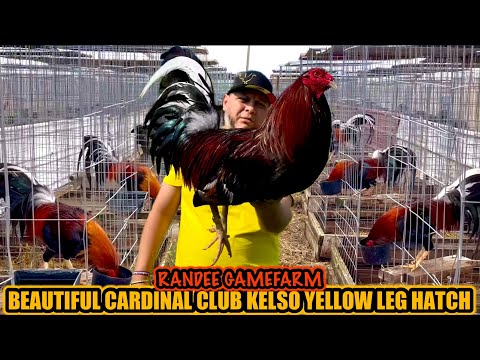 Beautiful Cardinal Club Kelso Yellow Leg Hatch ~ RANDEE GAMEFARM